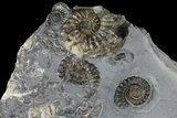 Ammonite (Promicroceras) Cluster - Marston Magna, England #177073-2